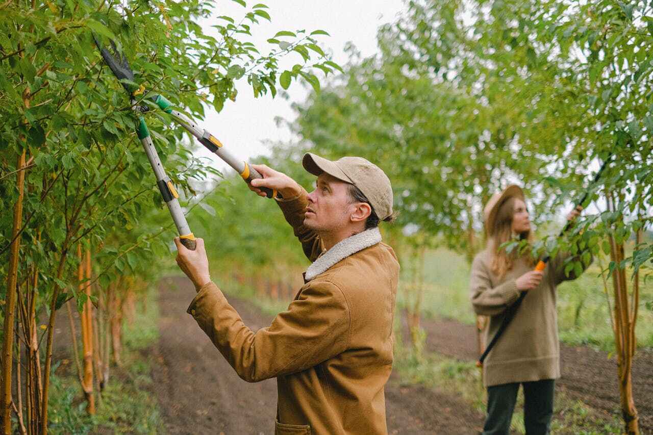 Reliable Hillcrest, CA Tree Service Solutions